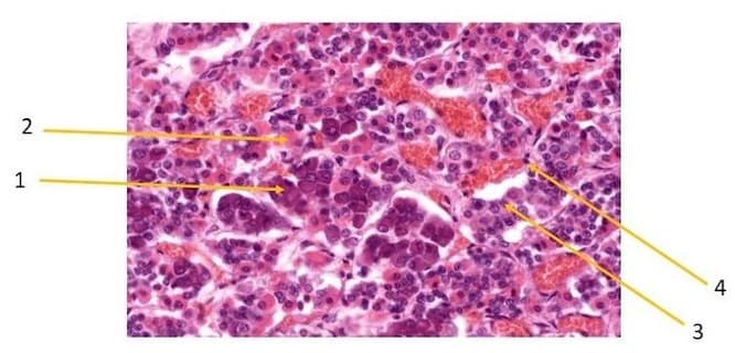Histologia de adeno-hipófise com tipos celulares numerados