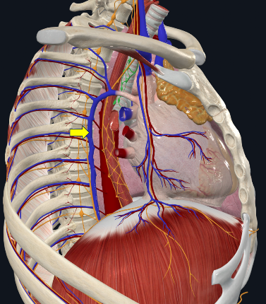 Modelo do tórax em vista lateral, com seta amarela sobre uma veia vertical paravertebral.