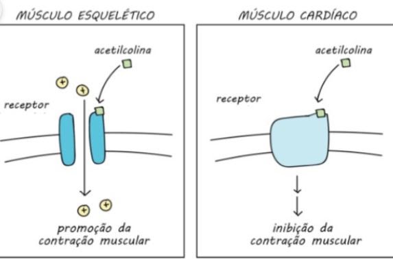 Comparação da acetilcolina atuando em receptor nicotínico no músculo esquelético e receptor muscarínico no músculo cardíaco.