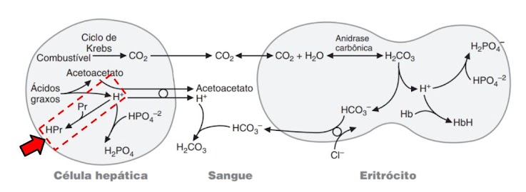 Diagrama integrado de tampões na célula hepática, sangue e eritrócito; uma seta destaca HPr e Pr na célula hepática.
