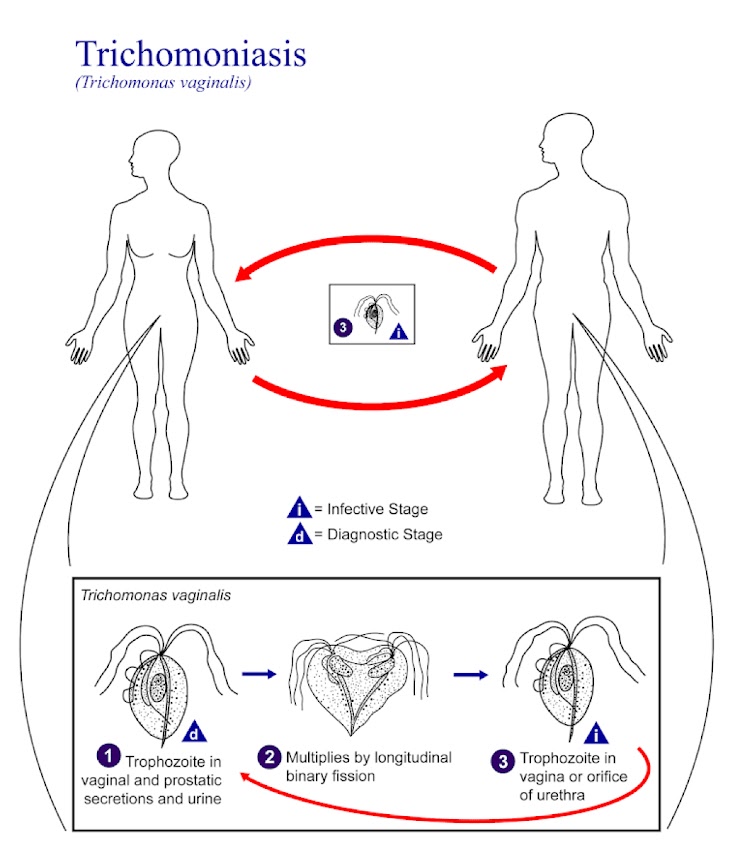 Diagrama do ciclo de Trichomonas vaginalis entre hospedeiros humanos, com formas do parasito numeradas.
