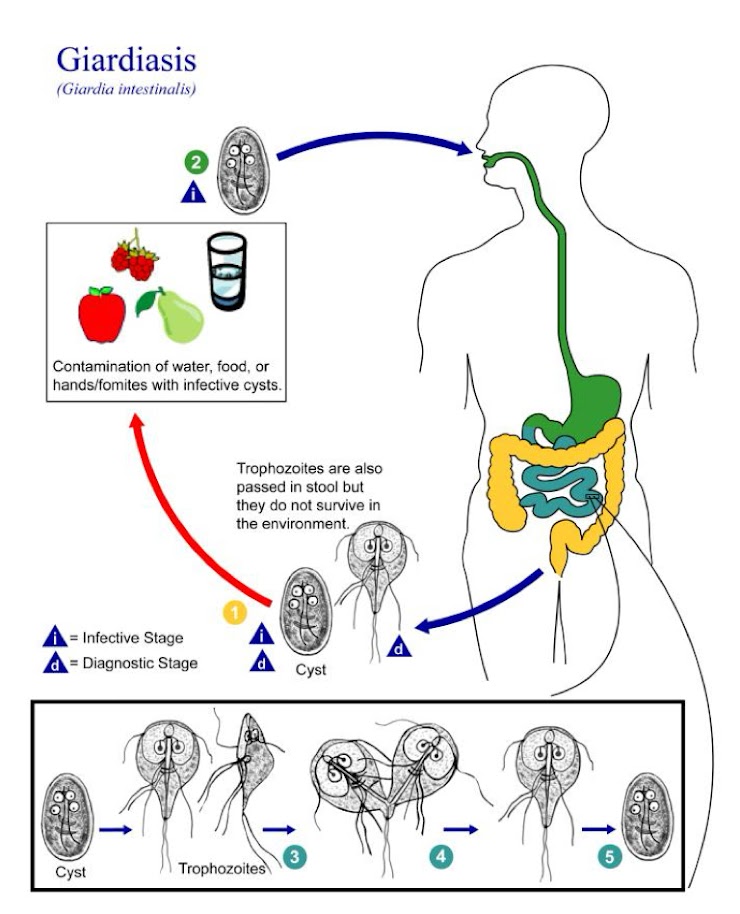 Diagrama do ciclo de Giardia duodenalis entre ambiente e trato intestinal, com formas numeradas.