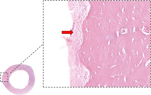 Corte histológico de osso cortical com área ampliada; seta aponta a fina camada conjuntiva na superfície externa.