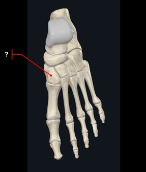 Vista dorsal do esqueleto do pé; seta vermelha aponta o osso entre navicular e primeiro metatarso.