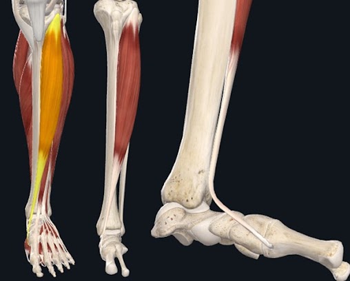 Modelo ou peça anatômica do material original com estrutura marcada para identificação.