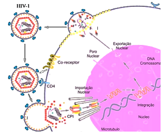 Diagrama do ciclo replicativo do HIV em linfócito CD4, com etapas numeradas da entrada à liberação viral.