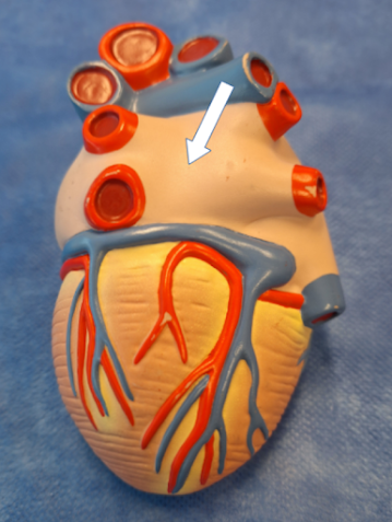 Modelo cardíaco em vista posterior, com seta sobre a superfície entre as veias pulmonares.