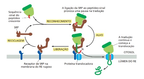 Modelo ou peça anatômica do material original com estrutura marcada para identificação.