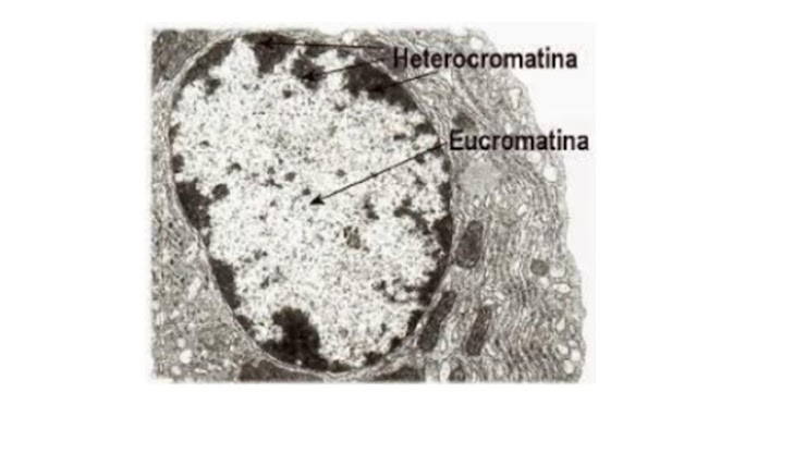 Micrografia do material original com marcador em estrutura a identificar.