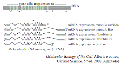 Esquema de um único gene originando diferentes RNAs maduros por combinações distintas de éxons.
