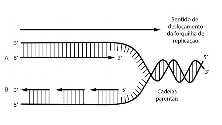 Esquema de uma forquilha de replicação com duas fitas-filhas, primers e segmentos curtos em uma delas.