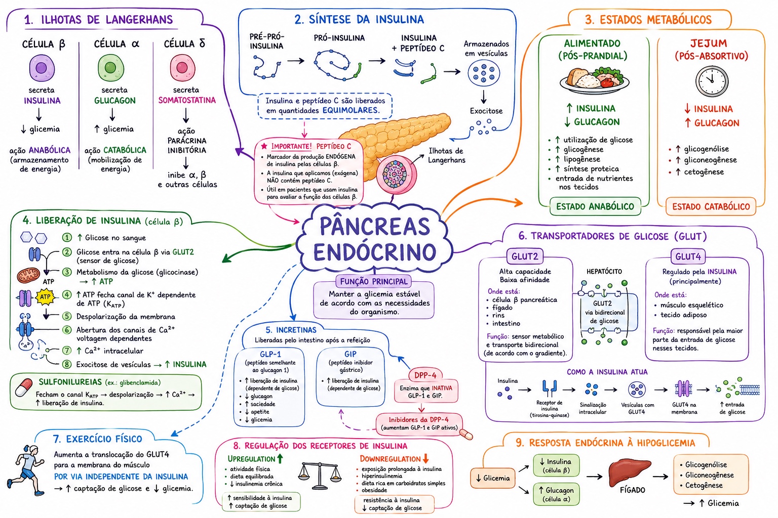 Mapa mental do pâncreas endócrino, células das ilhotas, insulina, glucagon e estados metabólicos