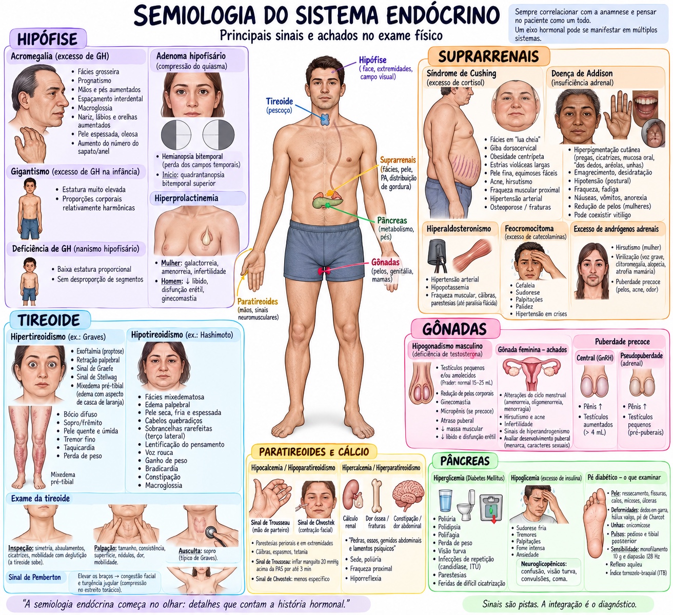 Mapa mental do sistema endócrino com hipófise, tireoide, suprarrenais, gônadas, paratireoides e pâncreas