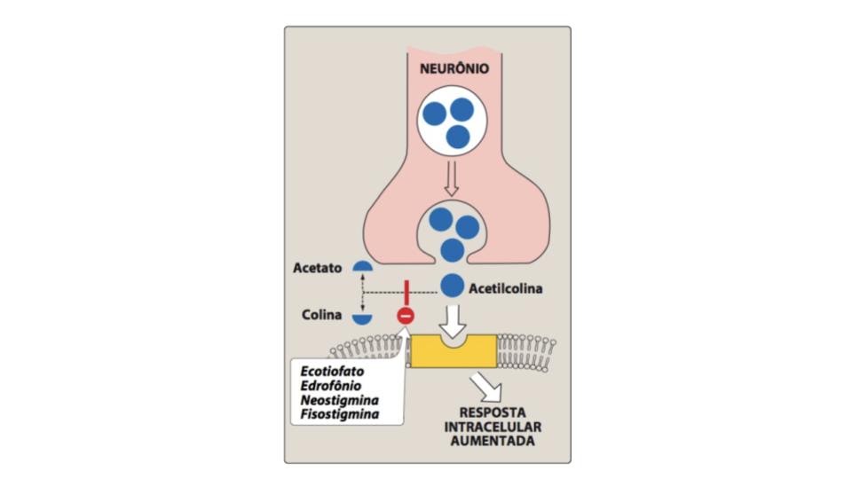 Esquema de sinapse colinérgica mostrando inibição da acetilcolinesterase e aumento de acetilcolina na fenda.